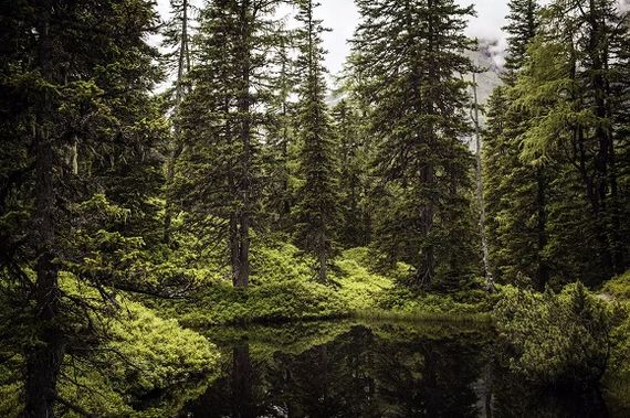 Rauris primeval forest