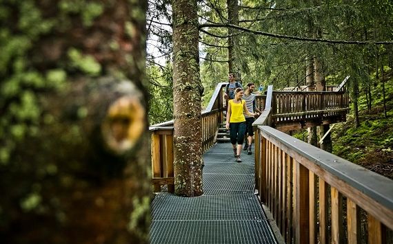 Tree-top path